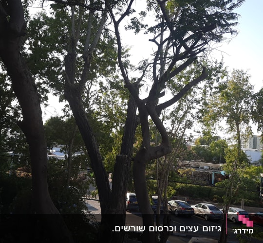 עצים גזומים עם ענפים חתוכים